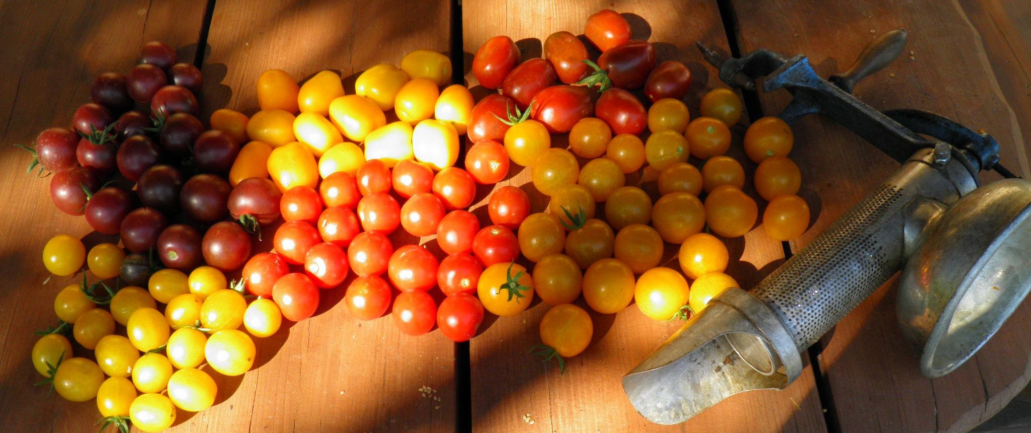 Martinland Tomato